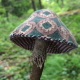 Ann Wood Handmade Mushroom