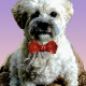 Bow ties for pets